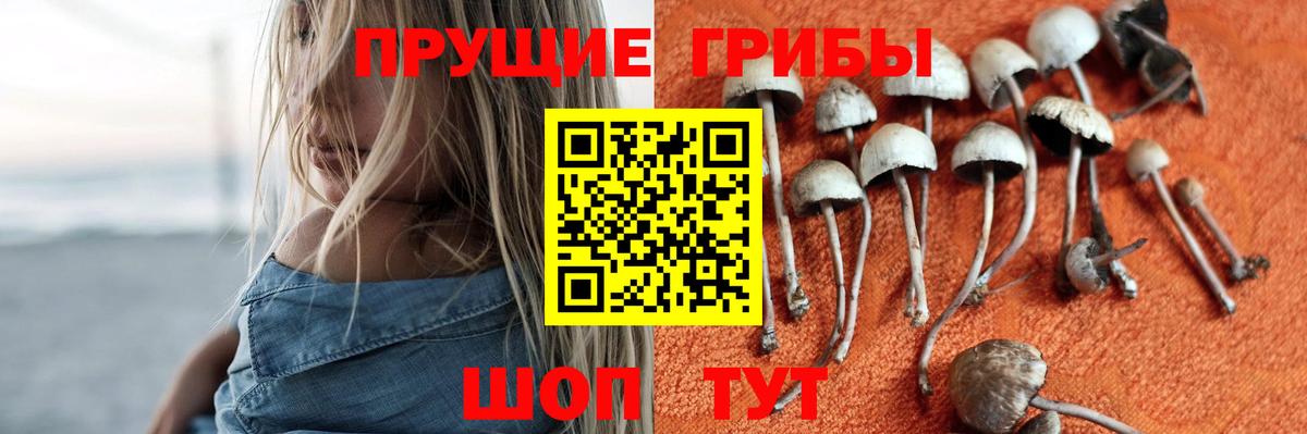 Ефремов  Псилоцибиновые грибы прущие грибы  Вход с VPN 